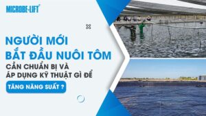 Người mới bắt đầu nuôi tôm cần chuẩn bị và áp dụng kỹ thuật gì để tăng năng suất?