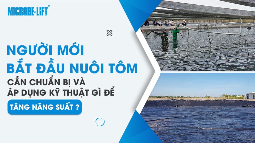 Người mới bắt đầu nuôi tôm cần chuẩn bị và áp dụng kỹ thuật gì để tăng năng suất?