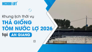 Khung lịch thời vụ thả giống tôm nước lợ 2026 tại An Giang