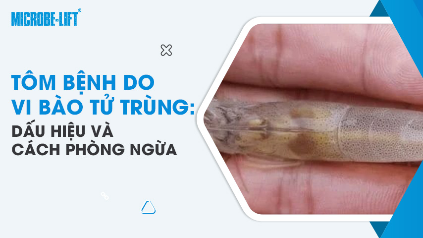 Tôm bệnh do vi bào tử trùng: Dấu hiệu và cách phòng ngừa
