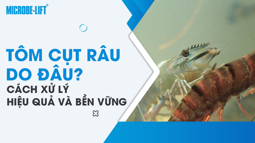 Tôm cụt râu do đâu? Cách xử lý hiệu quả và bền vững