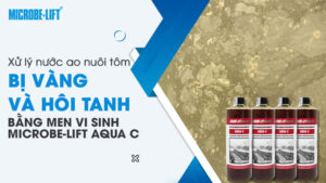 Xử lý nước ao nuôi tôm bị vàng và hôi tanh bằng Microbe-Lift AQUA C