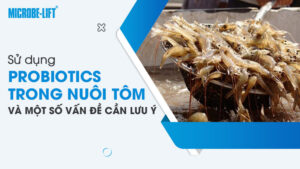 Sử dụng Probiotics trong nuôi tôm và một số vấn đề cần lưu ý