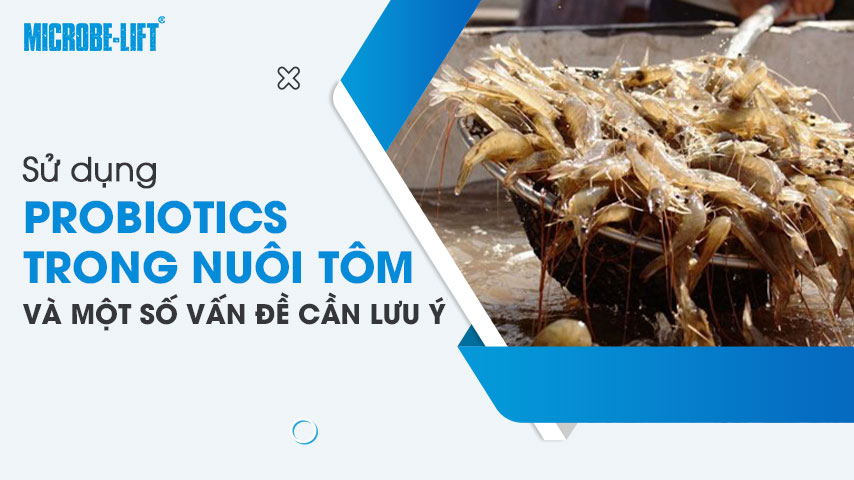 Sử dụng Probiotics trong nuôi tôm và một số vấn đề cần lưu ý