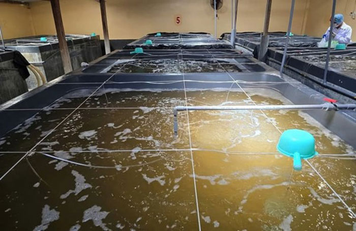 Hệ thống ương nuôi áp dụng quy trình an toàn sinh học tại Khánh Hoà. Hệ thống ương nuôi áp dụng quy trình an toàn sinh học tại Khánh Hoà.