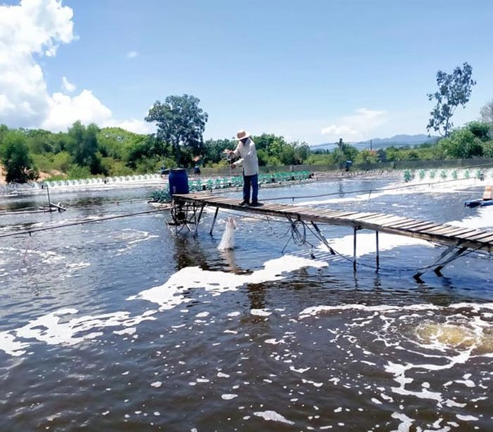 Thời điểm thả giống tốt nhất là từ khoảng tháng 1- 9. Thời điểm thả giống tốt nhất là từ khoảng tháng 1- 9.