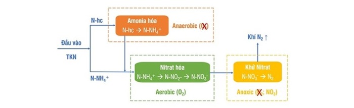 Microbe-Lift N1 & IND giúp xử lý 90% Nitơ Amonia sau hầm Biogas 3 Cơ chế xử lý Nitơ Amonia.
