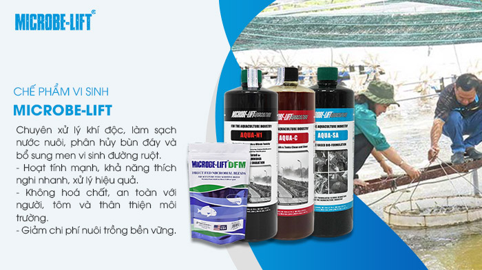 Nuôi tôm nước lợ an toàn, bền vững cùng chế phẩm sinh học Microbe-Lift. Nuôi tôm nước lợ an toàn, bền vững cùng chế phẩm sinh học Microbe-Lift.