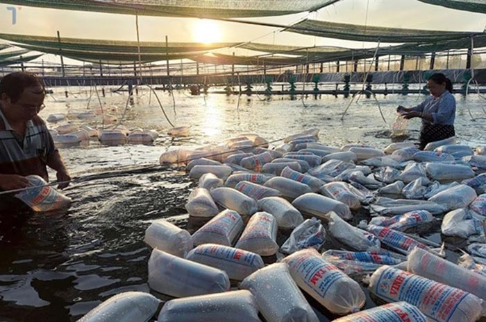 Lựa chọn tôm giống chất lượng. Lựa chọn tôm giống chất lượng.