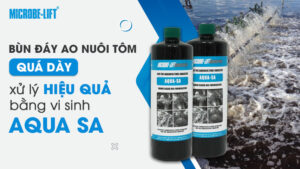 Bùn đáy ao nuôi tôm quá dày, xử lý hiệu quả bằng vi sinh AQUA SA