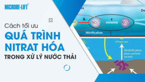 Cách tối ưu quá trình Nitrat hóa trong xử lý nước thải
