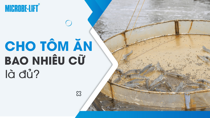 Cho tôm ăn bao nhiêu cữ là đủ?