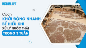 Cách khởi động nhanh bể hiếu khí xử lý nước thải trong 3 tuần