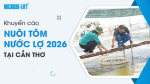 Khuyến cáo nuôi tôm nước lợ 2026 tại Cần Thơ