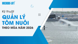 Kỹ thuật quản lý tôm nuôi theo mùa năm 2026