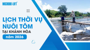 Lịch thời vụ nuôi tôm tại Khánh Hòa năm 2026