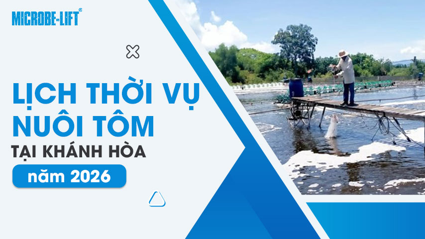 Lịch thời vụ nuôi tôm tại Khánh Hòa năm 2026 1 Lịch thời vụ nuôi tôm tại Khánh Hòa năm 2026