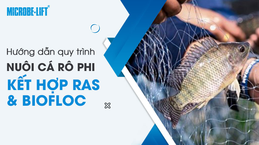 nuoi-ca-ro-phi-ket-hop-ras-va-biofloc