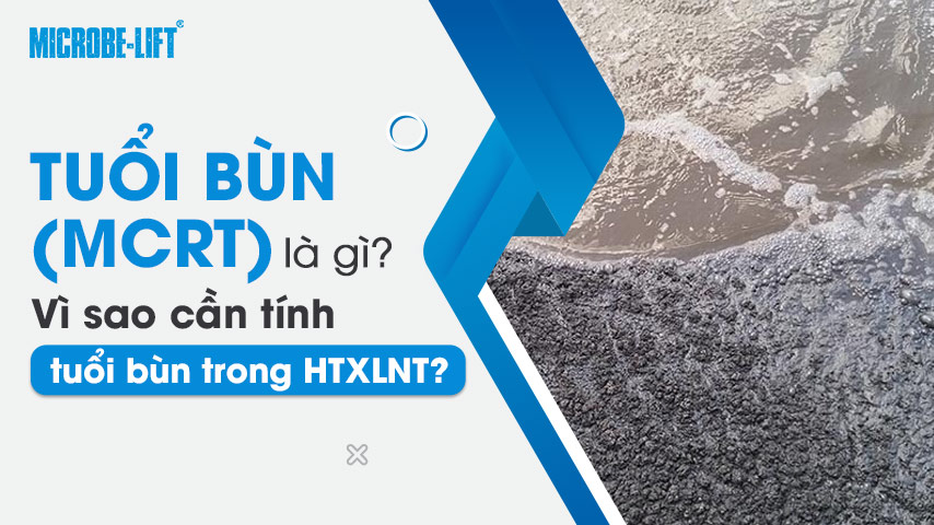 Tuổi bùn (MCRT) là gì? Vì sao cần tính tuổi bùn trong HTXLNT?