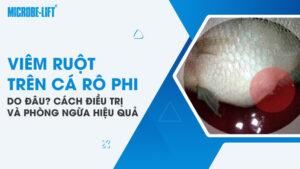 Viêm ruột trên cá rô phi do đâu? Cách điều trị và phòng ngừa hiệu quả