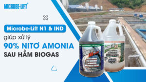 Microbe-Lift N1 & IND giúp xử lý 90% Nitơ Amonia sau hầm Biogas