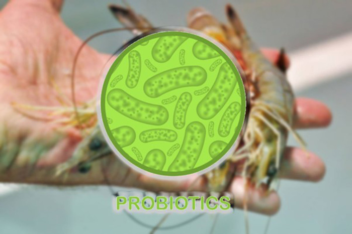 Cách sử dụng probiotic trong nuôi tôm hiệu quả 2 Sử dụng probiotic trong nuôi tôm là xu hướng bền vững.