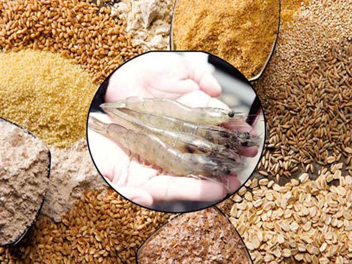 Nhu cầu dinh dưỡng của tôm giống và tôm trưởng thành khác nhau như thế nào? 3 Nhu cầu dinh dưỡng của tôm giống và tôm trưởng thành có nhiều điểm khác biệt.