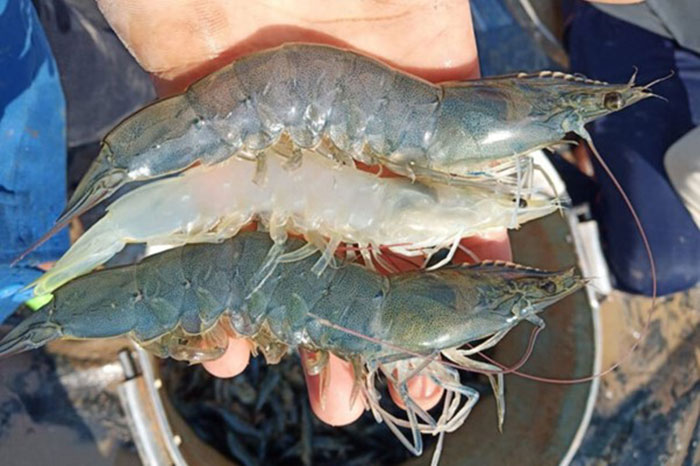 Nhu cầu dinh dưỡng của tôm giống và tôm trưởng thành khác nhau như thế nào? 4 Bà con cần linh hoạt chuyển đổi nhu cầu dinh dưỡng của tôm qua từng giai đoạn.