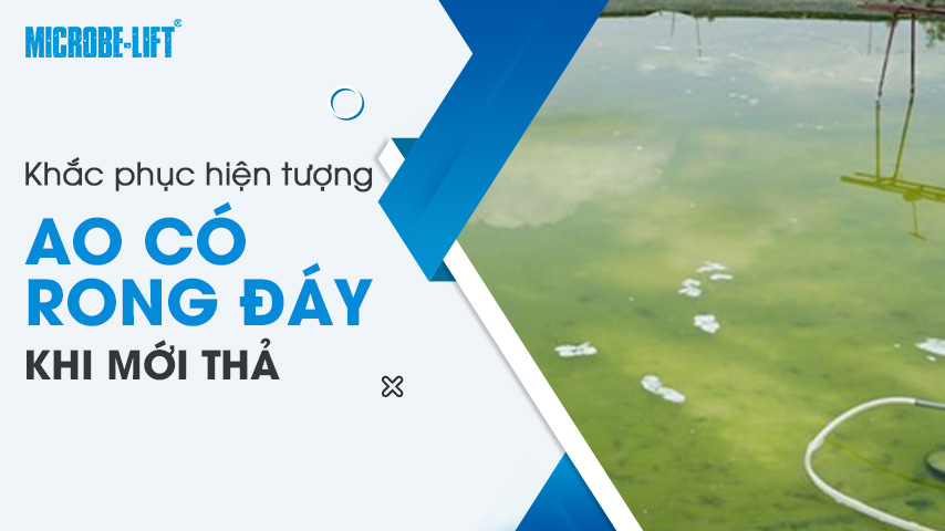 Khắc phục hiện tượng ao có rong đáy khi mới thả