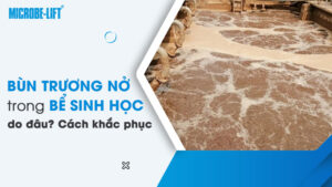 Bùn trương nở trong bể sinh học do đâu? Cách khắc phục