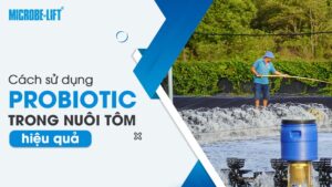 Cách sử dụng probiotic trong nuôi tôm hiệu quả