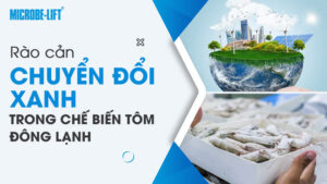 Rào cản chuyển đổi xanh trong chế biến tôm đông lạnh