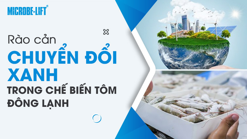 Rào cản chuyển đổi xanh trong chế biến tôm đông lạnh