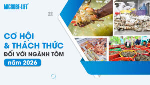Cơ hội và thách thức đối với ngành tôm năm 2026