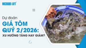 Dự đoán giá tôm quý 2/2026: Xu hướng tăng hay giảm?