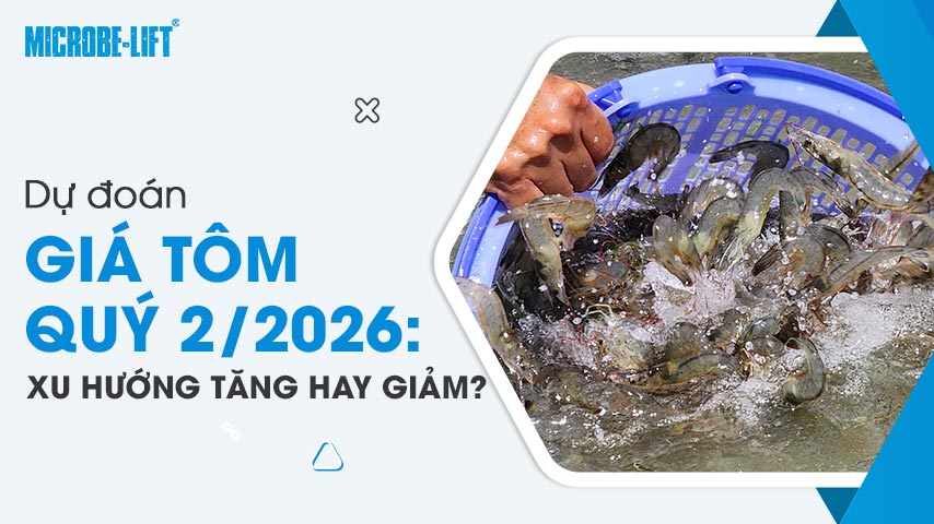 Dự đoán giá tôm quý 2/2026: Xu hướng tăng hay giảm?