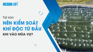 Tại sao nên kiểm soát khí độc từ đầu khi vào mùa vụ?