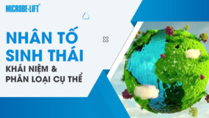 Nhân tố sinh thái: Khái niệm và phân loại cụ thể