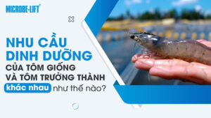 Nhu cầu dinh dưỡng của tôm giống và tôm trưởng thành khác nhau như thế nào?