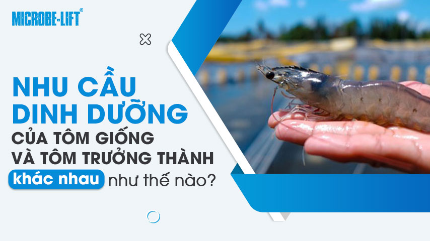 Nhu cầu dinh dưỡng của tôm giống và tôm trưởng thành khác nhau như thế nào? 1 Nhu cầu dinh dưỡng của tôm giống và tôm trưởng thành khác nhau như thế nào?