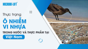 Thực trạng ô nhiễm vi nhựa trong nước và thực phẩm tại Việt Nam