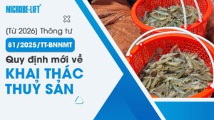 [Từ 2026] Thông tư 81/2025/TT-BNNMT: Quy định mới về khai thác thuỷ sản