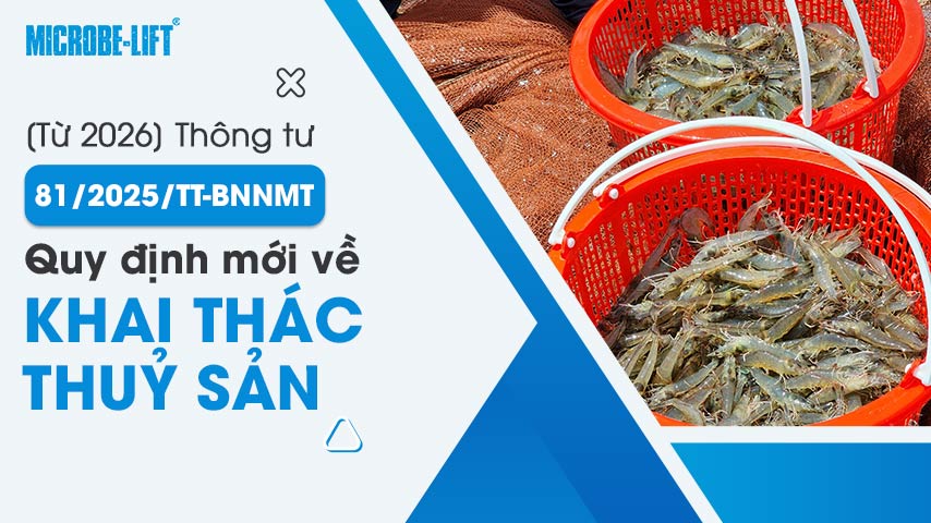 [Từ 2026] Thông tư 81/2025/TT-BNNMT: Quy định mới về khai thác thuỷ sản