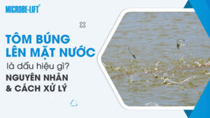Tôm búng lên mặt nước là dấu hiệu gì? Nguyên nhân và cách xử lý