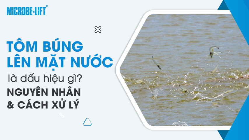 Tôm búng lên mặt nước là dấu hiệu gì? Nguyên nhân và cách xử lý