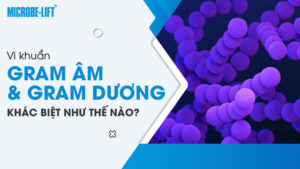 Vi khuẩn Gram âm và Gram dương khác biệt như thế nào?