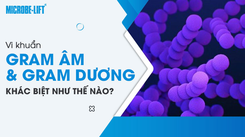 Vi khuẩn Gram âm và Gram dương khác biệt như thế nào? 1 Vi khuẩn Gram âm và Gram dương khác biệt như thế nào?