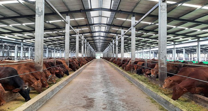 Chăn nuôi bền vững là gì? Đặc điểm và lợi ích nổi bật 3 Mục tiêu hàng đầu là giảm khí thải trong chăn nuôi.