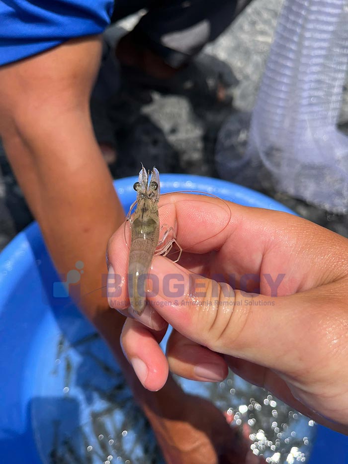 Làm sao để gan tụy tôm đậm màu, khỏe? 2 Gan tụy là nơi tích trữ các hợp chất năng lượng.