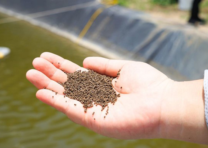 Vì sao tôm chậm lớn sau một tháng nuôi dù đã chọn giống tốt? 4 Nên cho tôm ăn đúng định lượng.